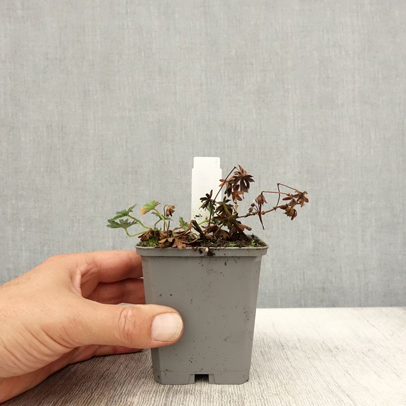 Example of Géranium vivace sanguineum Max Frei Godet de 8/9 cm as you get in automne