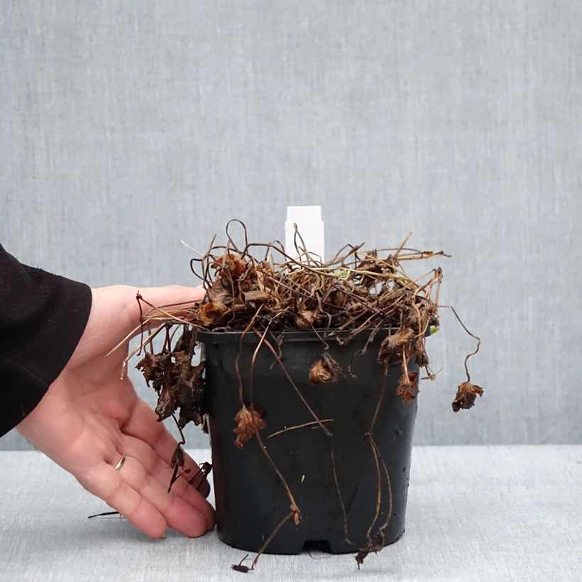 Example of Geranium vivace Silvia's surprise Pot de 1,5L/2L as you get in hiver