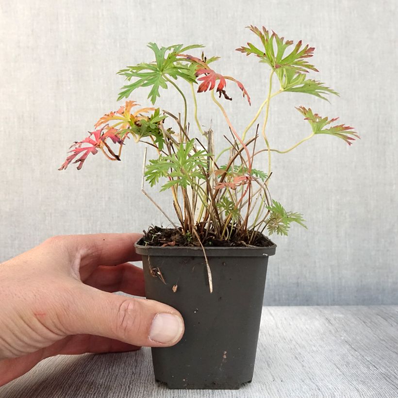 Example of Geranium vivace Starman Godet de 8/9 cm as you get in automne