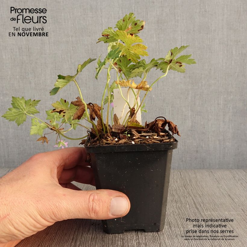 Example of Géranium vivace Sweet Heidi Godet de 8/9 cm as you get in automne