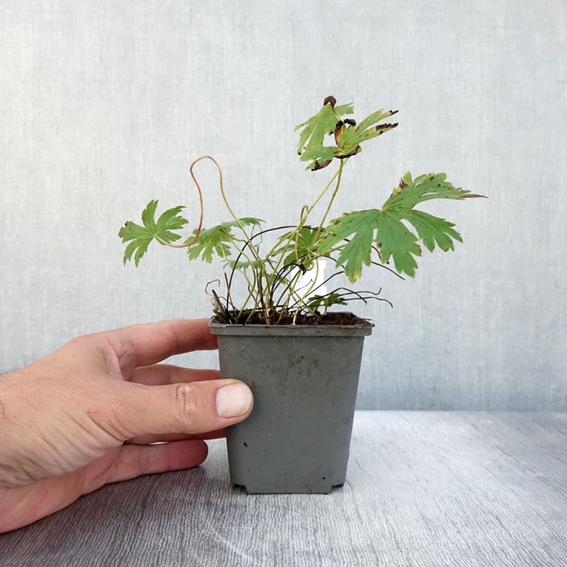 Example of Géranium vivace sylvaticum Birch Lilac Godet de 8/9 cm as you get in automne