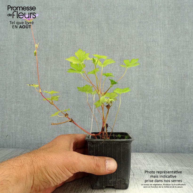 Example of Geranium vivace wallichianum Magical All Summer Delight Godet de 8/9 cm as you get in ete