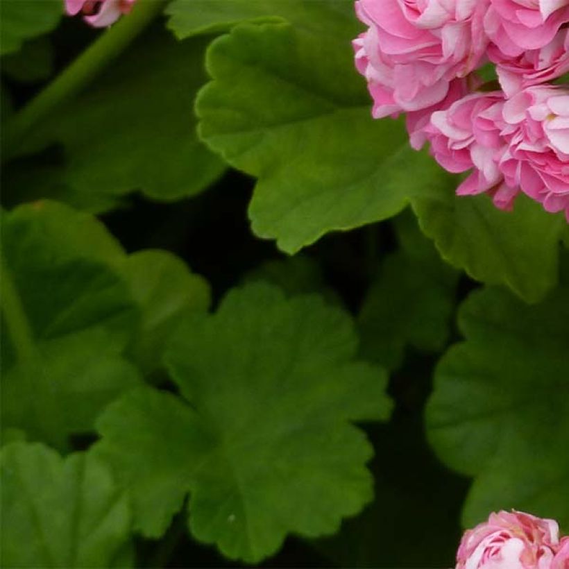 Géranium zonale Bouton de rose Appleblossom (Foliage)