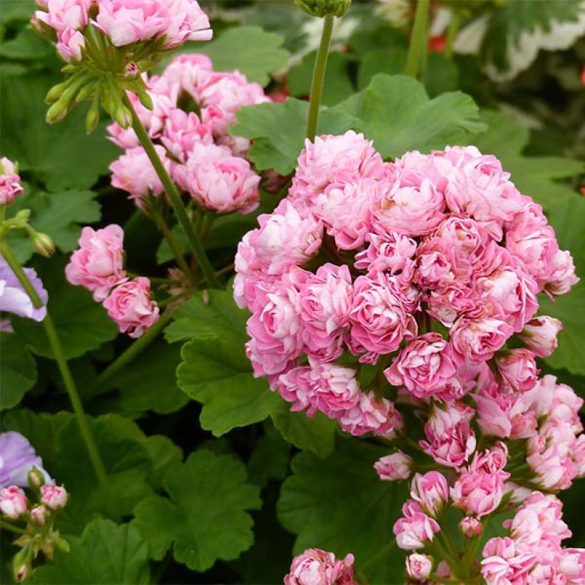 Géranium zonale Bouton de rose Appleblossom (Flowering)