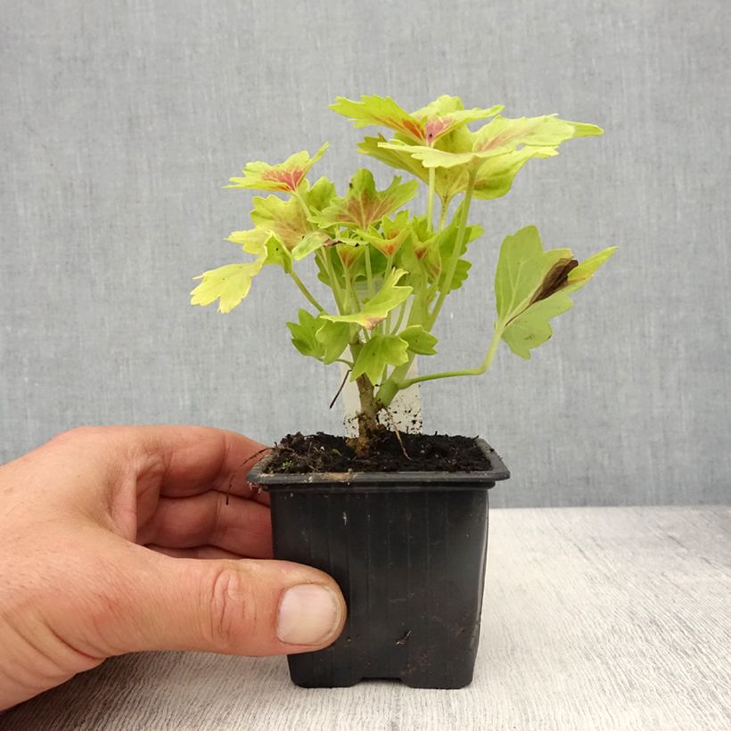 Example of Géranium zonale Decima - Pelargonium Godet de 8/9 cm as you get in printemps