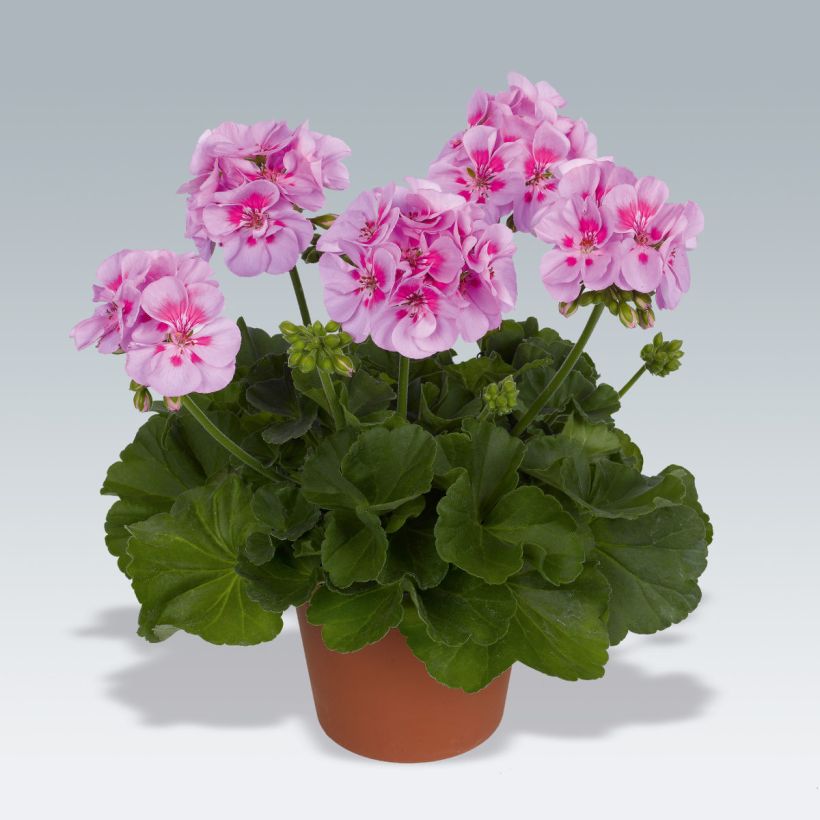 Géranium zonale Icecrystal (Plant habit)