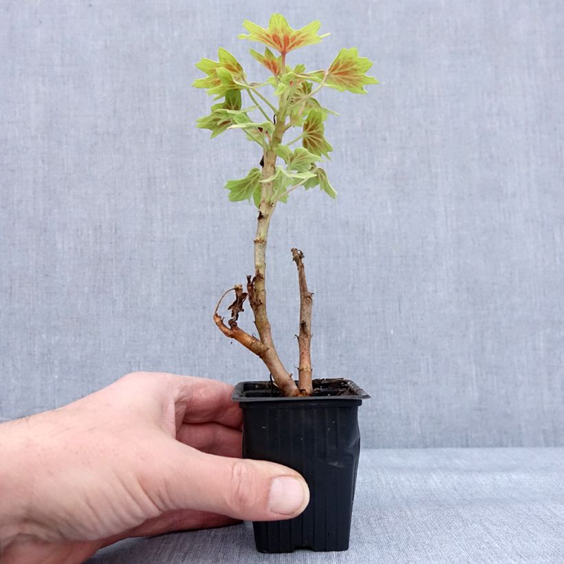 Example of Géranium zonale Vancouver - Pelargonium  Godet de 7/8 cm as you get in hiver