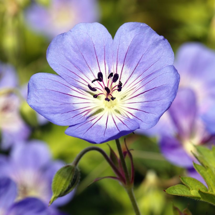 Géranium vivace Rozanne (Flowering)