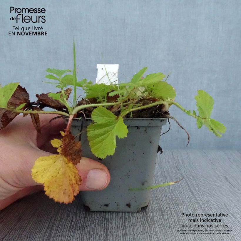 Example of Geum Bell Bank - Benoîte rose soutenu Godet de 8/9 cm as you get in automne