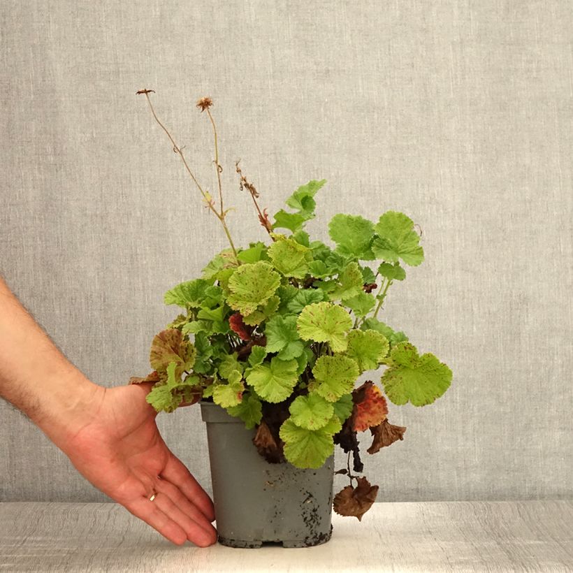 Example of Geum Bell Bank - Benoîte rose soutenu Pot de 2L/3L as you get in ete