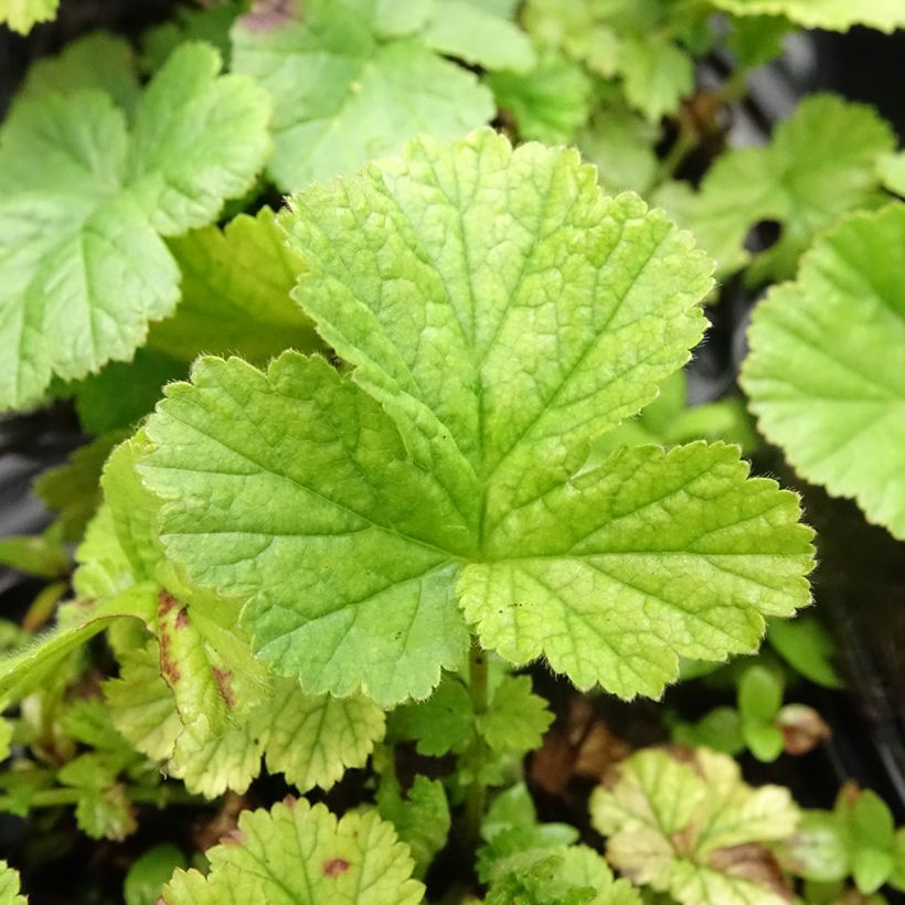 Geum coccineum Koi - Benoîte (Foliage)