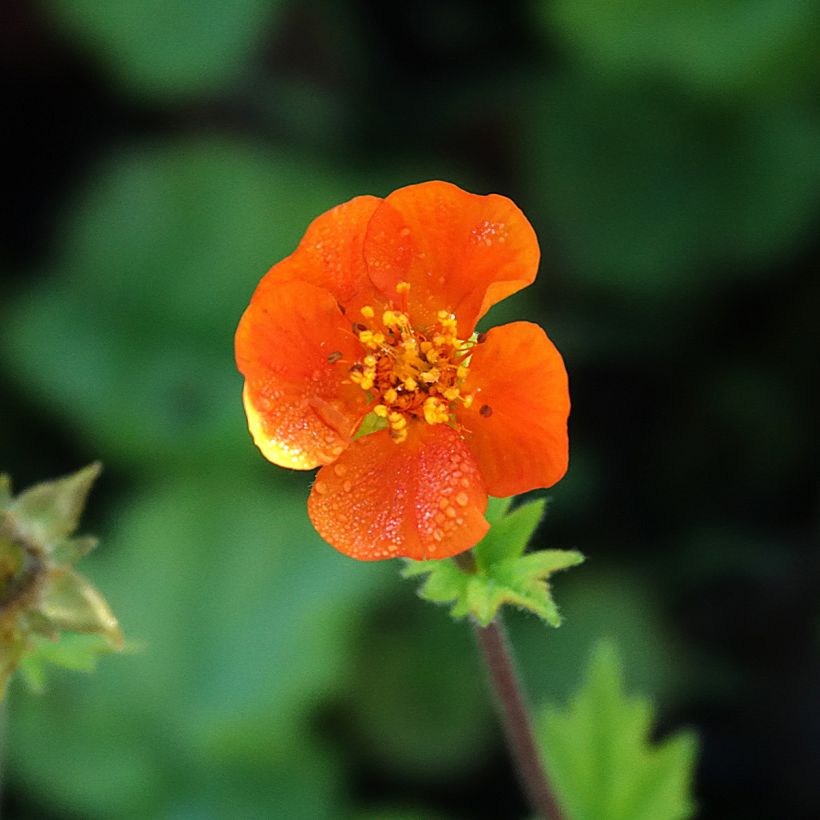 Geum coccineum Koi - Benoîte (Flowering)