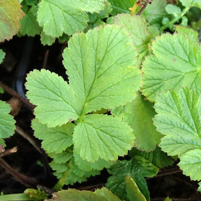 Geum coccineum Red Wings - Benoîte rouge double (Foliage)