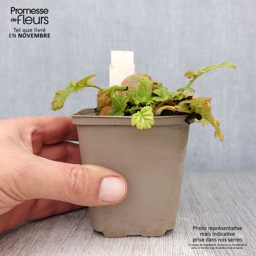 Example of Geum coccineum Werner Arends - Benoîte orange  Godet de 8/9 cm as you get in automne