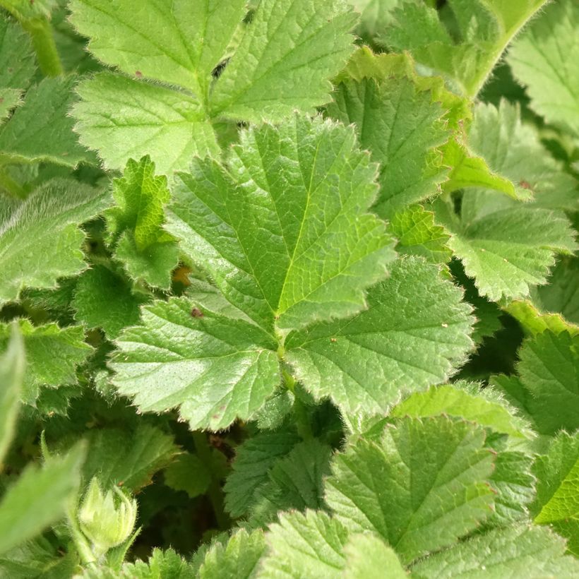 Geum Coral Tempest - Benoîte hybride (Foliage)