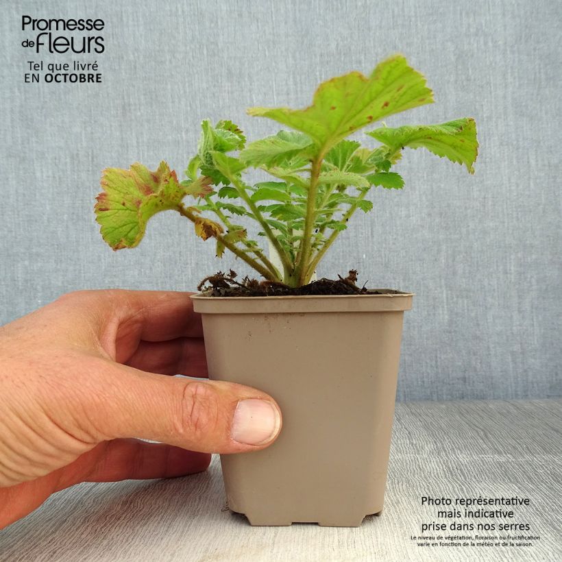 Example of Geum Fiery Tempest - Benoîte hybride Godet de 8/9 cm as you get in automne