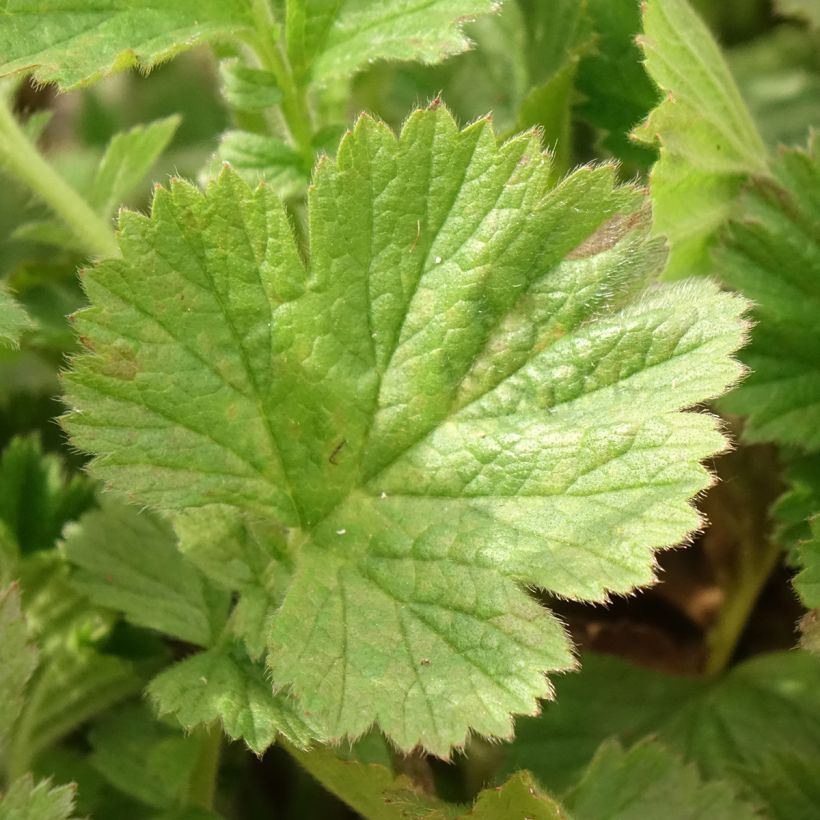 Geum Fiery Tempest - Benoîte hybride (Foliage)