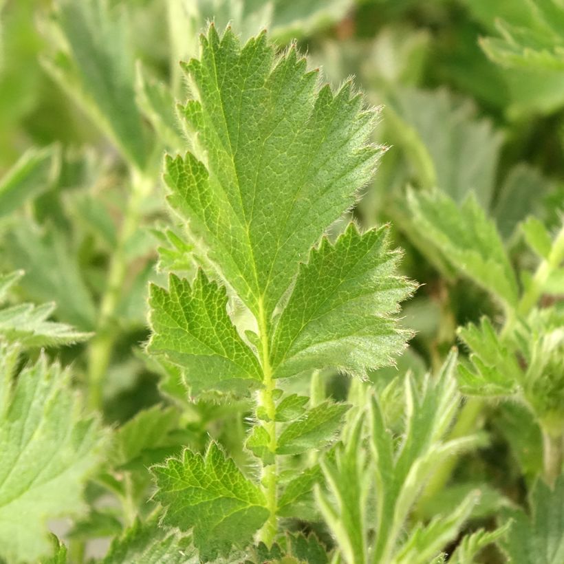 Geum Firestarter - Benoîte hybride (Foliage)