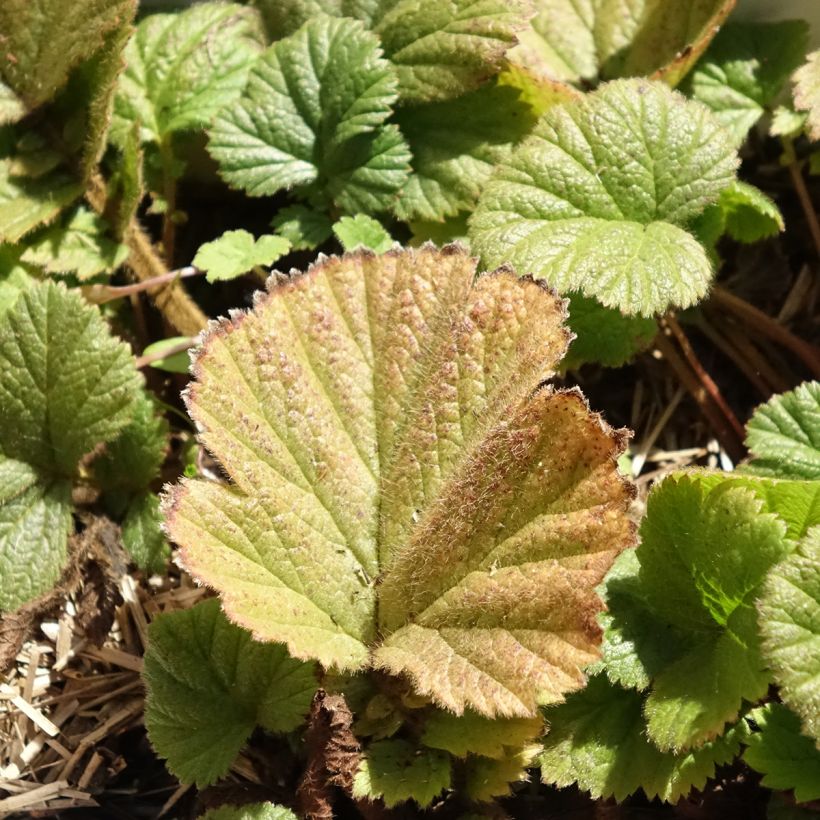 Geum Orange Pumpkin - Benoîte (Foliage)
