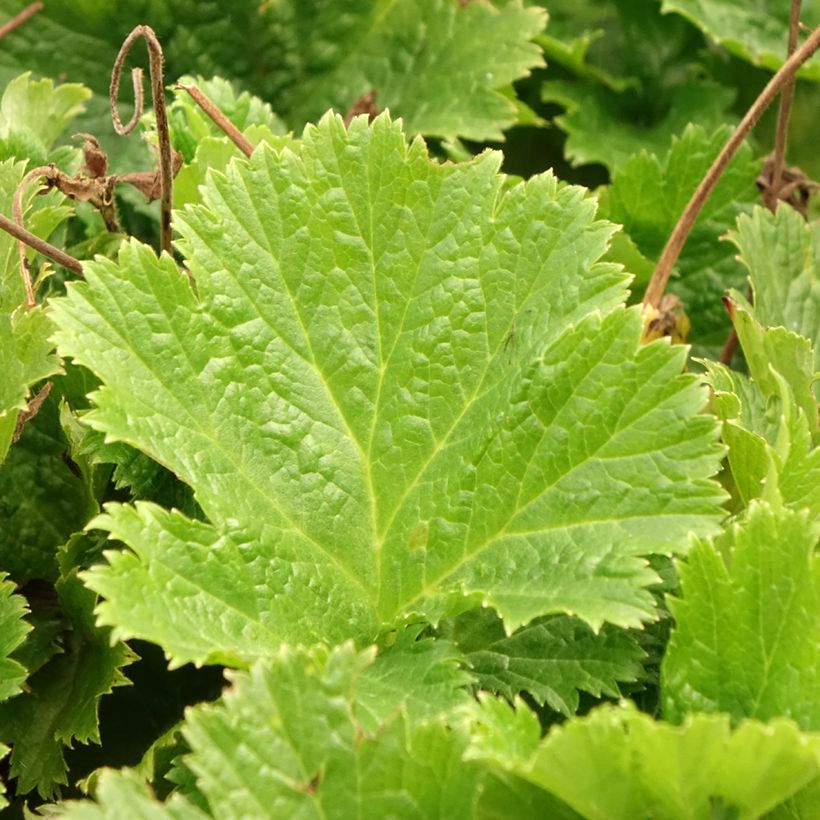 Geum Pretticoats Peach - Benoîte  (Foliage)