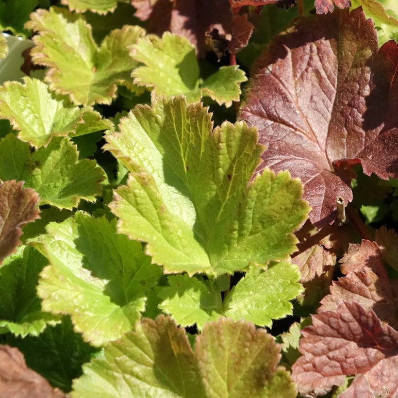 Geum Tempo Rose - Benoîte (Foliage)