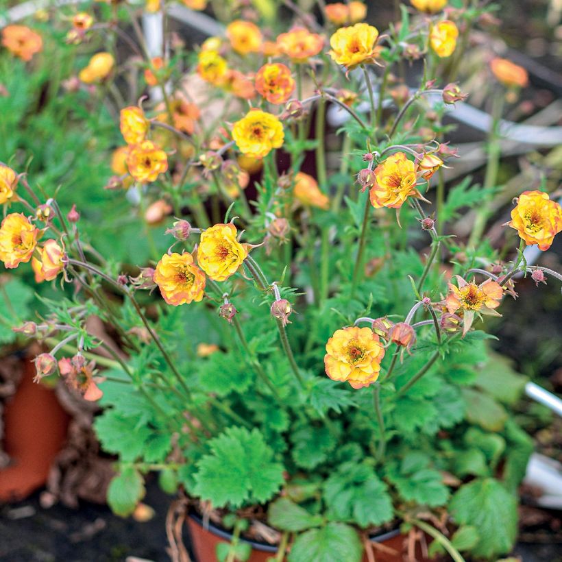 Geum Tutti Frutti - Benoîte jaune orangé (Plant habit)