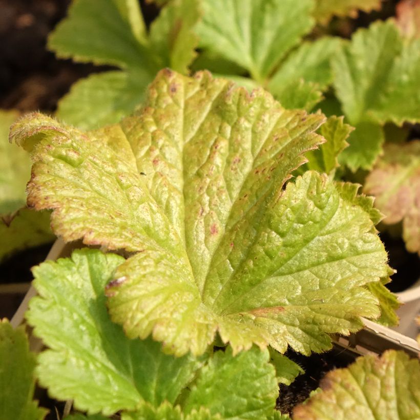 Geum Tutti Frutti - Benoîte jaune orangé (Foliage)