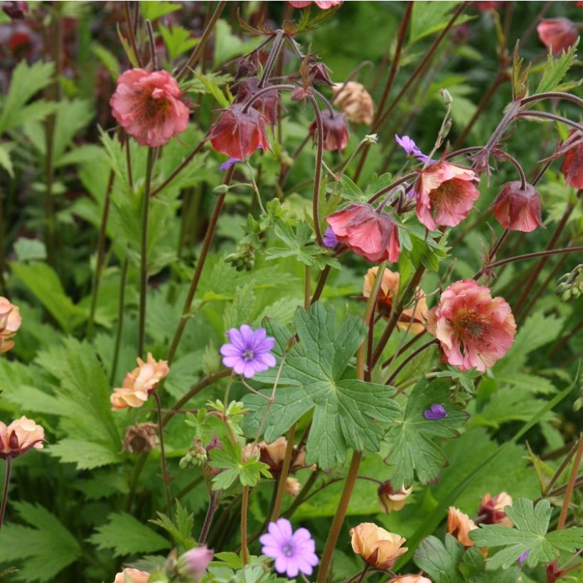 Geum Bell Bank - Benoîte rose soutenu (Plant habit)