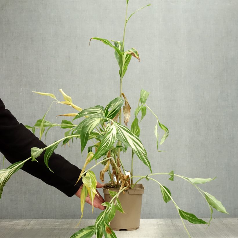 Example of Gingembre japonais - Zingiber mioga Dancing Crane Pot de 3L/4L as you get in automne