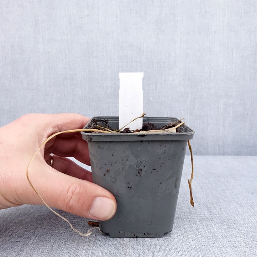 Example of Gingembre japonais - Zingiber mioga Godet de 8/9 cm as you get in hiver