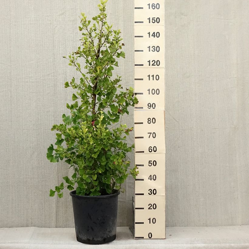 Example of Ginkgo biloba Eiffel Pot de 30L/35L as you get in ete