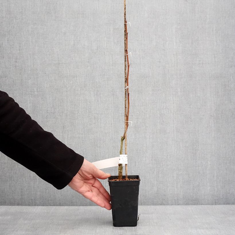Example of Ginkgo Biloba fastigiata Gold Flame - Arbre aux quarante écus Pot de 1L/1,5L as you get in hiver