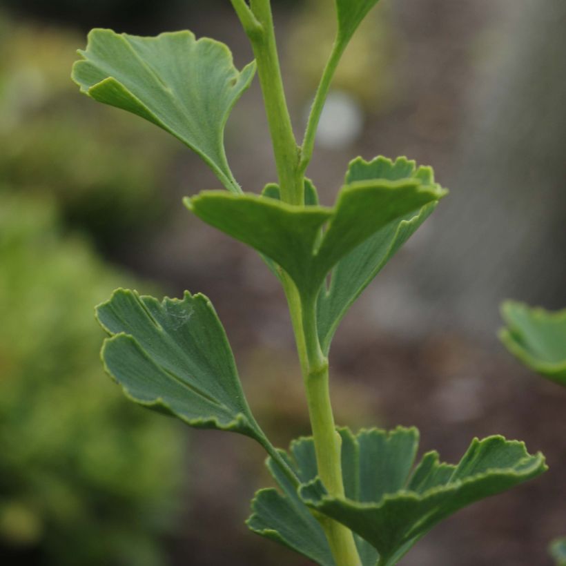 Ginkgo biloba Menhir - Arbre aux quarante écus  (Foliage)