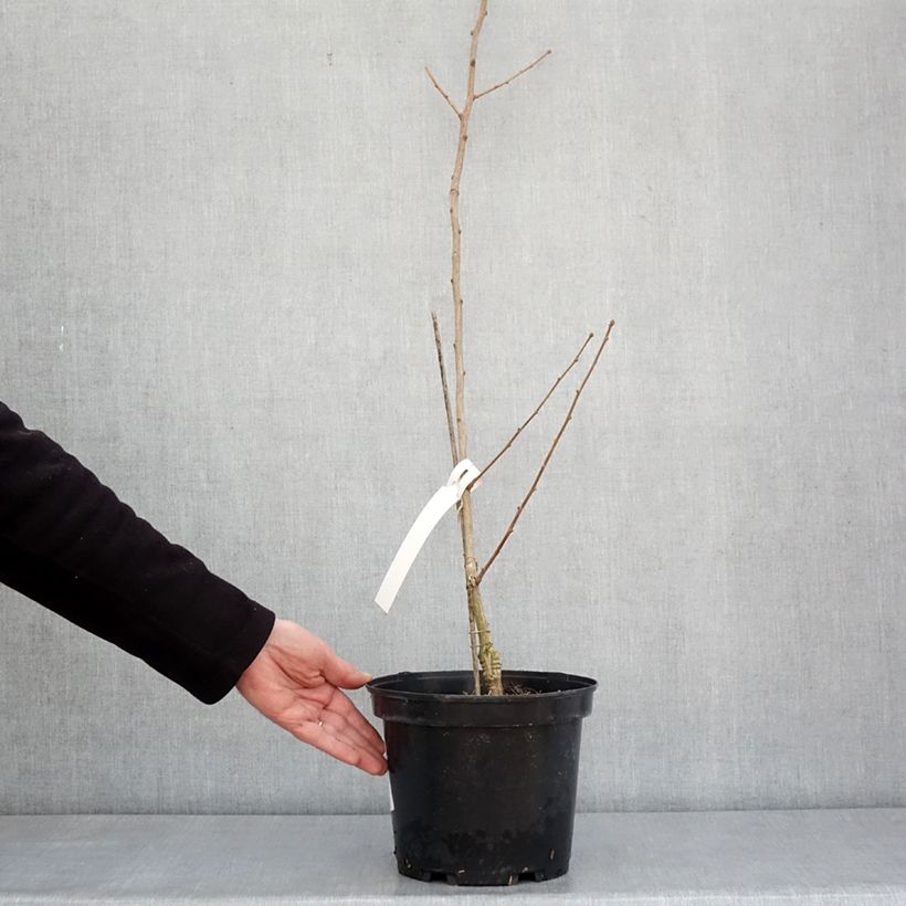 Example of Ginkgo biloba Menhir - Arbre aux quarante écus  Pot de 4L/5L as you get in hiver