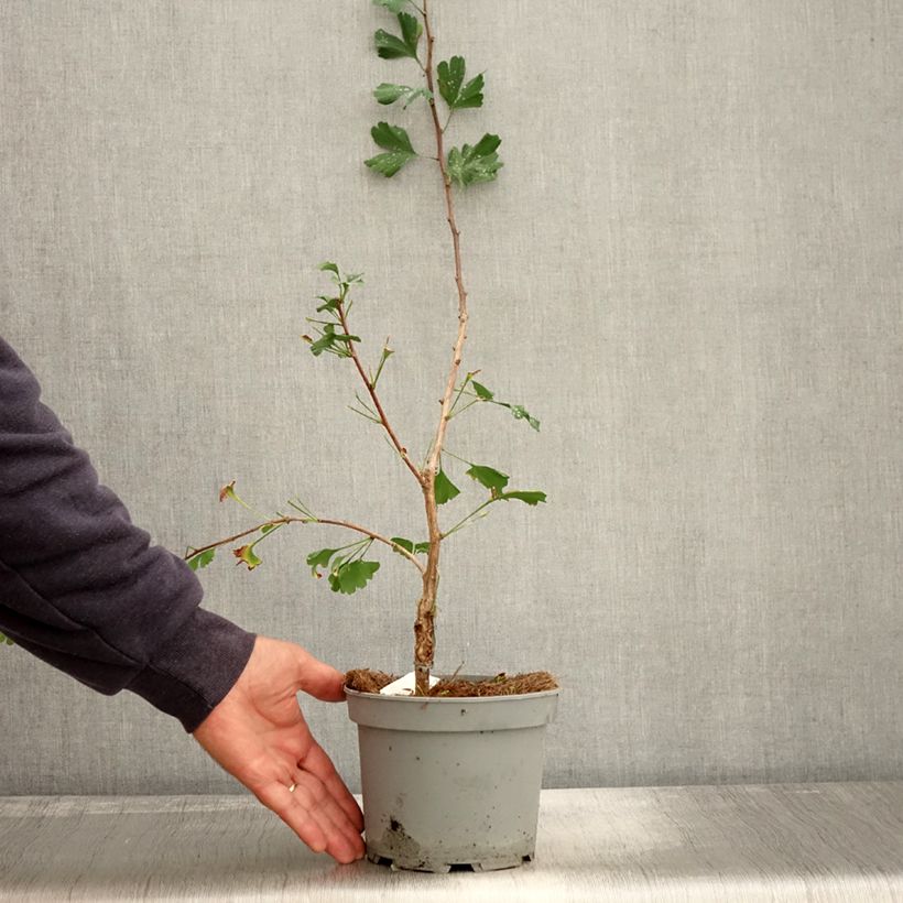 Example of Ginkgo biloba Menhir - Arbre aux quarante écus  Pot de 2L/3L as you get in automne
