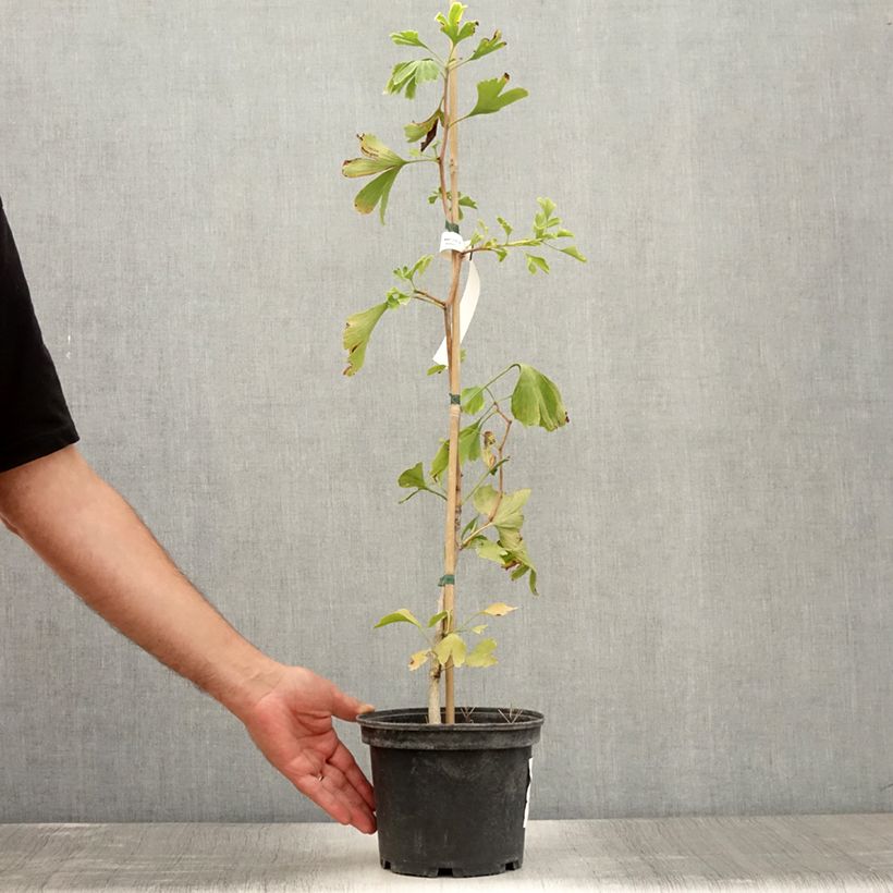 Example of Ginkgo biloba - Arbre aux quarante écus Pot de 2L/3L as you get in ete