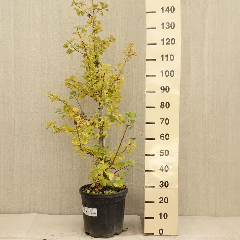Example of Ginkgo biloba Simon - Arbre aux quarante écus Pot de 18L/20L as you get in automne