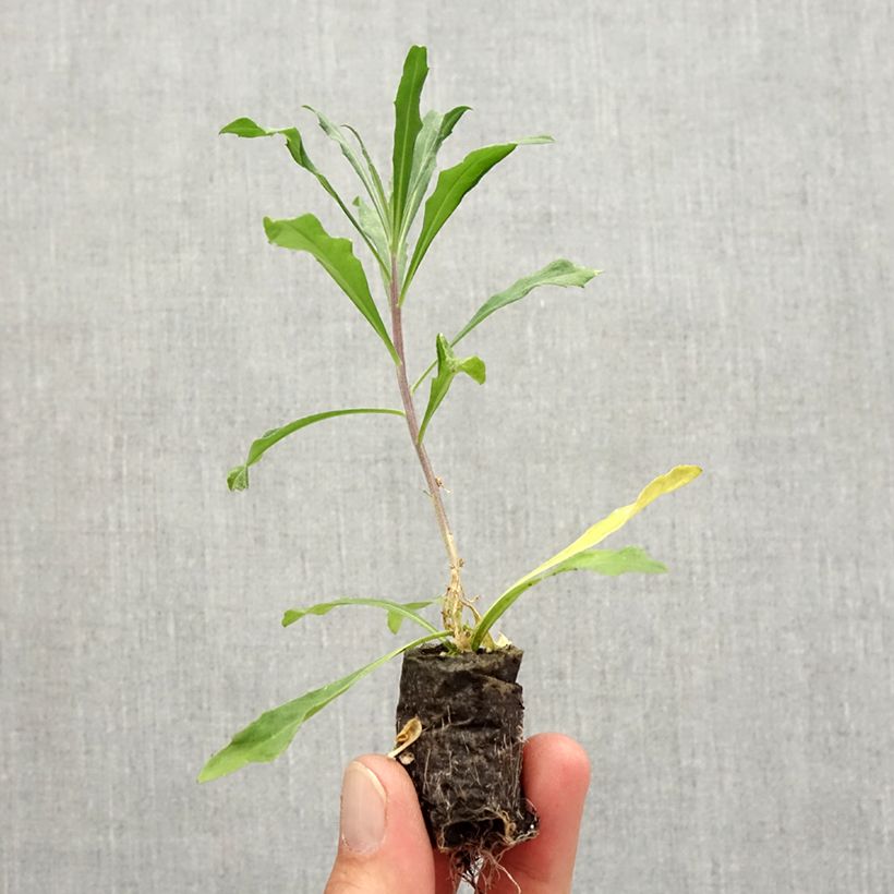 Example of Giroflée vivace - Erysimum Poem Lilac Mini-motte Ø 3/4 cm as you get in automne