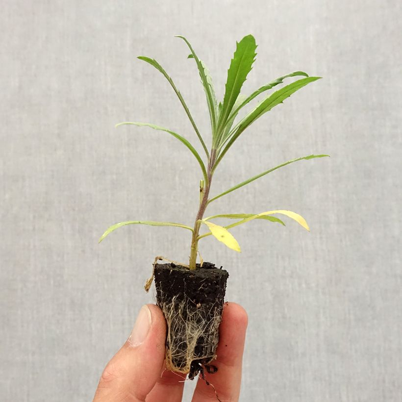 Example of Giroflée vivace - Erysimum Winter Joy Mini-motte Ø 3/4 cm as you get in automne