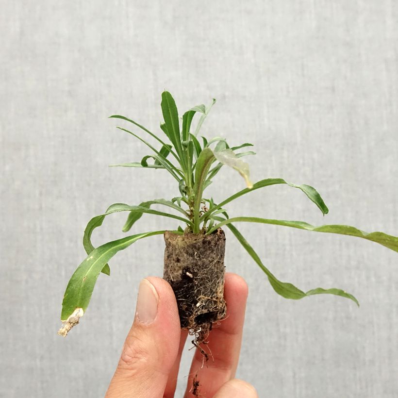 Example of Giroflée vivace - Erysimum Winter Spirit Mini-motte Ø 3/4 cm as you get in automne