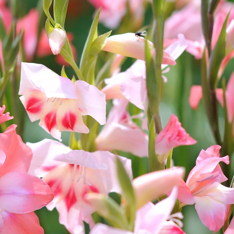 Glaïeul ou Gladiolus colvillei Elvira (Flowering)