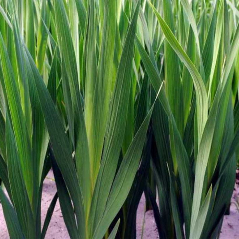 Glaïeul ou Gladiolus Lucky Star (Foliage)