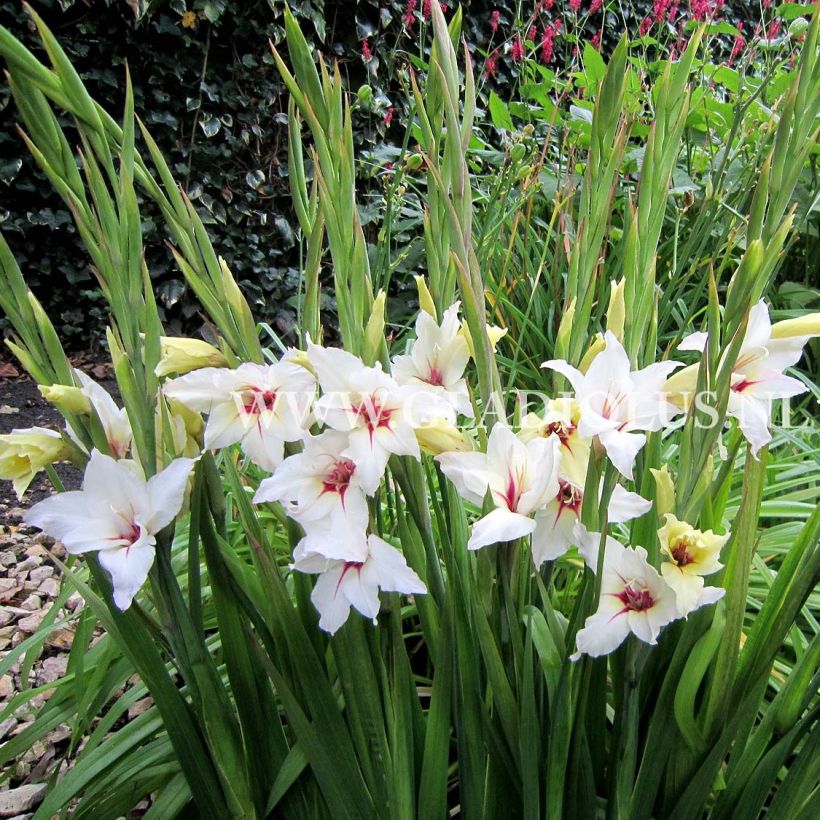 Glaïeul ou Gladiolus Lucky Star (Plant habit)