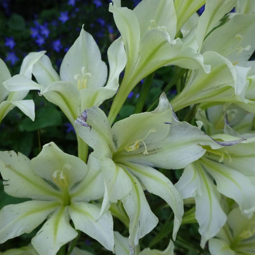 Glaïeul tristis var. concolor (Flowering)
