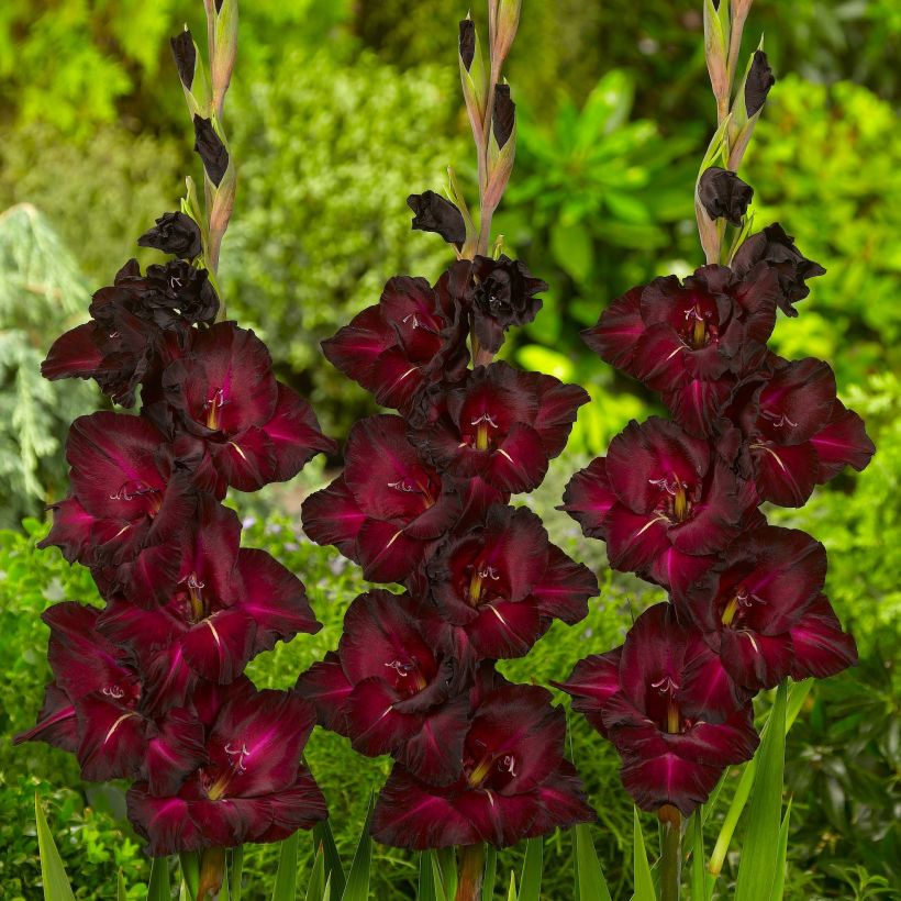 Glaïeul ou Gladiolus Black Surprise (Flowering)