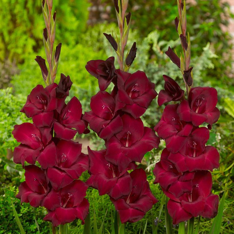 Glaïeul ou Gladiolus Espresso (Flowering)