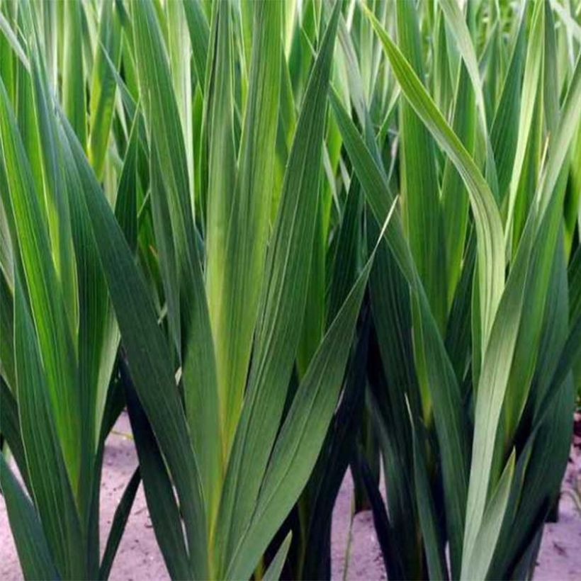 Glaïeul ou Gladiolus Espresso (Foliage)