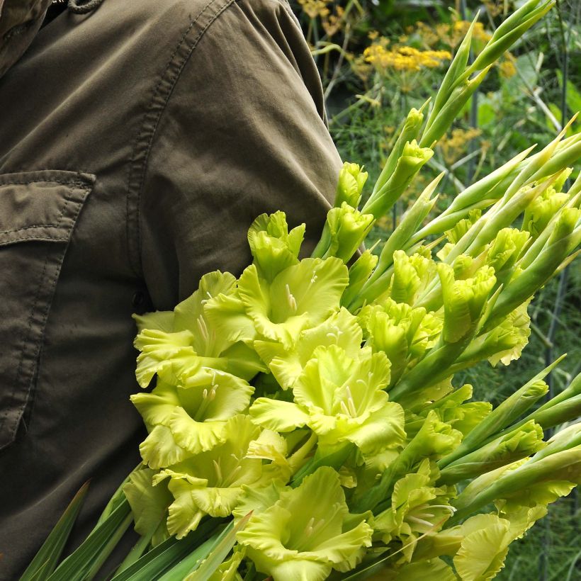 Glaïeul ou Gladiolus Green Star (Flowering)