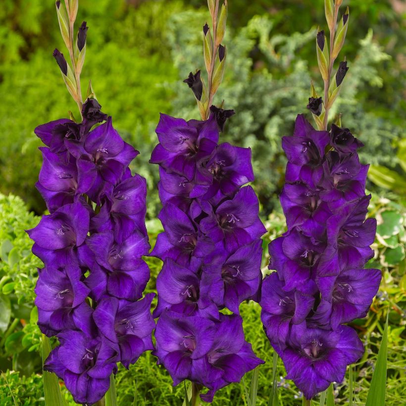 Glaïeul ou Gladiolus Purple Flora (Flowering)