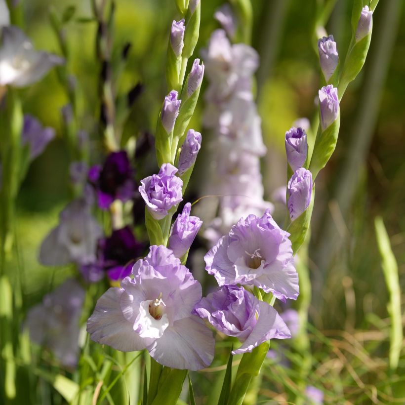 Glaïeul ou Gladiolus Sweet Blue (Flowering)